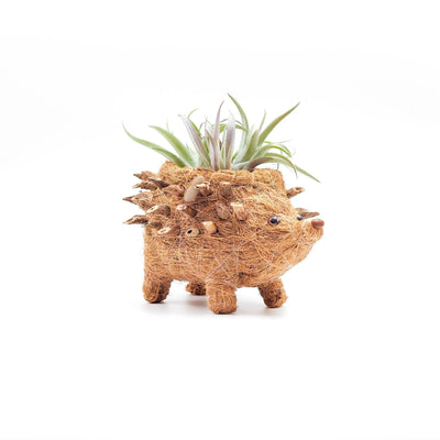 Baby Hedgehog Plant Pot - Handmade Planters | LIKHÂ by LIKHÂ