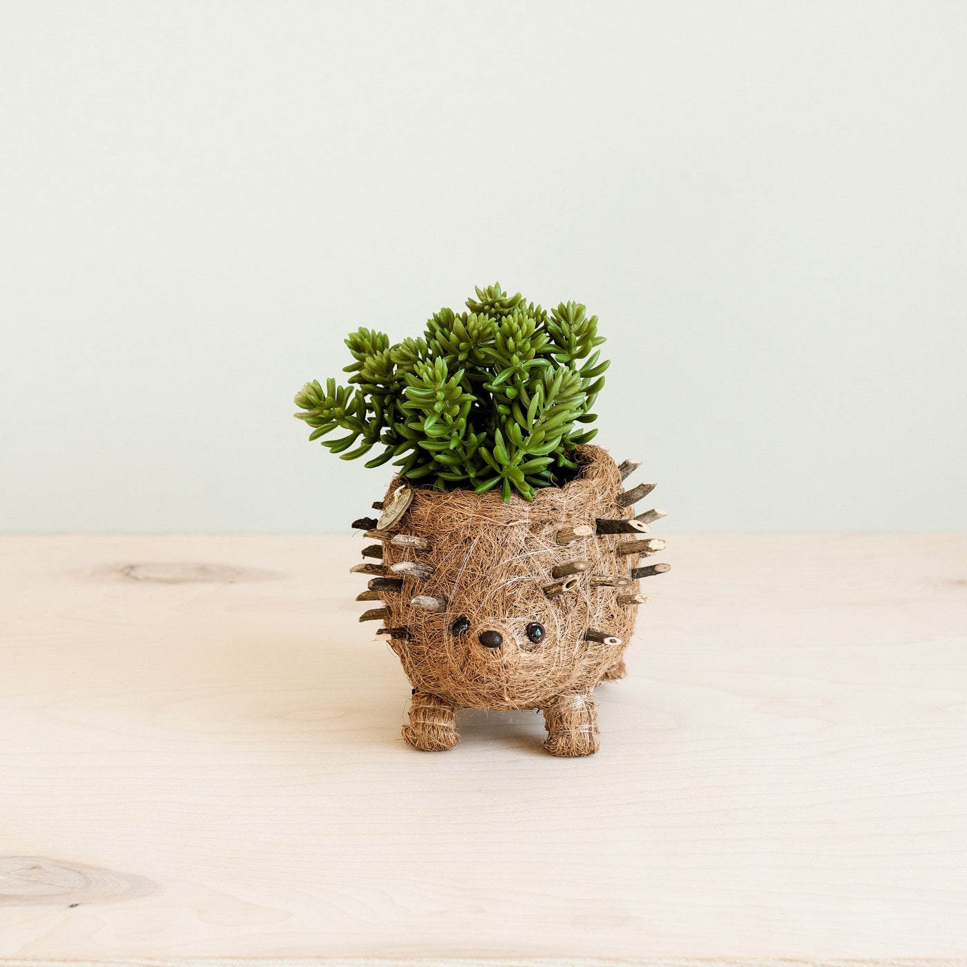 Baby Hedgehog Plant Pot - Handmade Planters | LIKHÂ by LIKHÂ