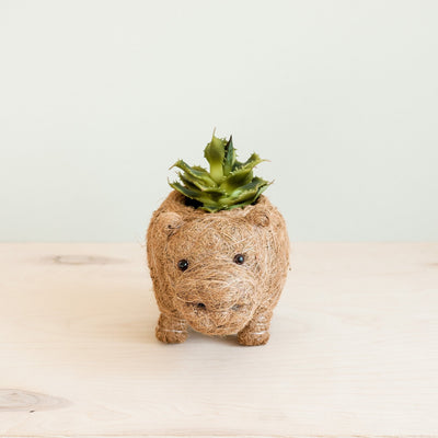 Baby Hippo Plant Pot - Handmade Pots | LIKHÂ by LIKHÂ