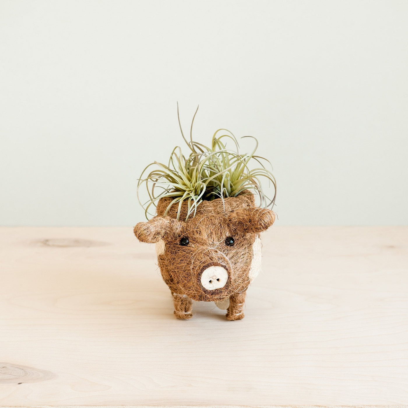 Baby Pig Succulent Pot - Handmade Planters | LIKHÂ by LIKHÂ