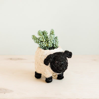 Baby Sheep Planter - Coco Coir Pots | LIKHÂ by LIKHÂ