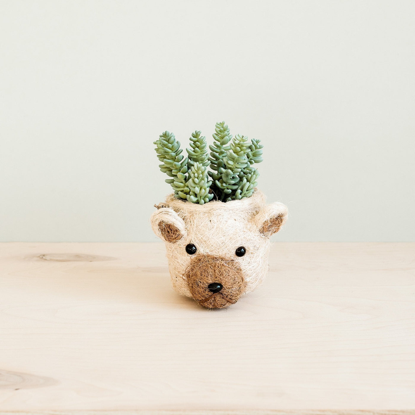 Bear Planter - Animal Head Planters | LIKHÂ by LIKHÂ