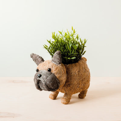 French Bulldog Planter - Coco Coir Pots | LIKHÂ by LIKHÂ