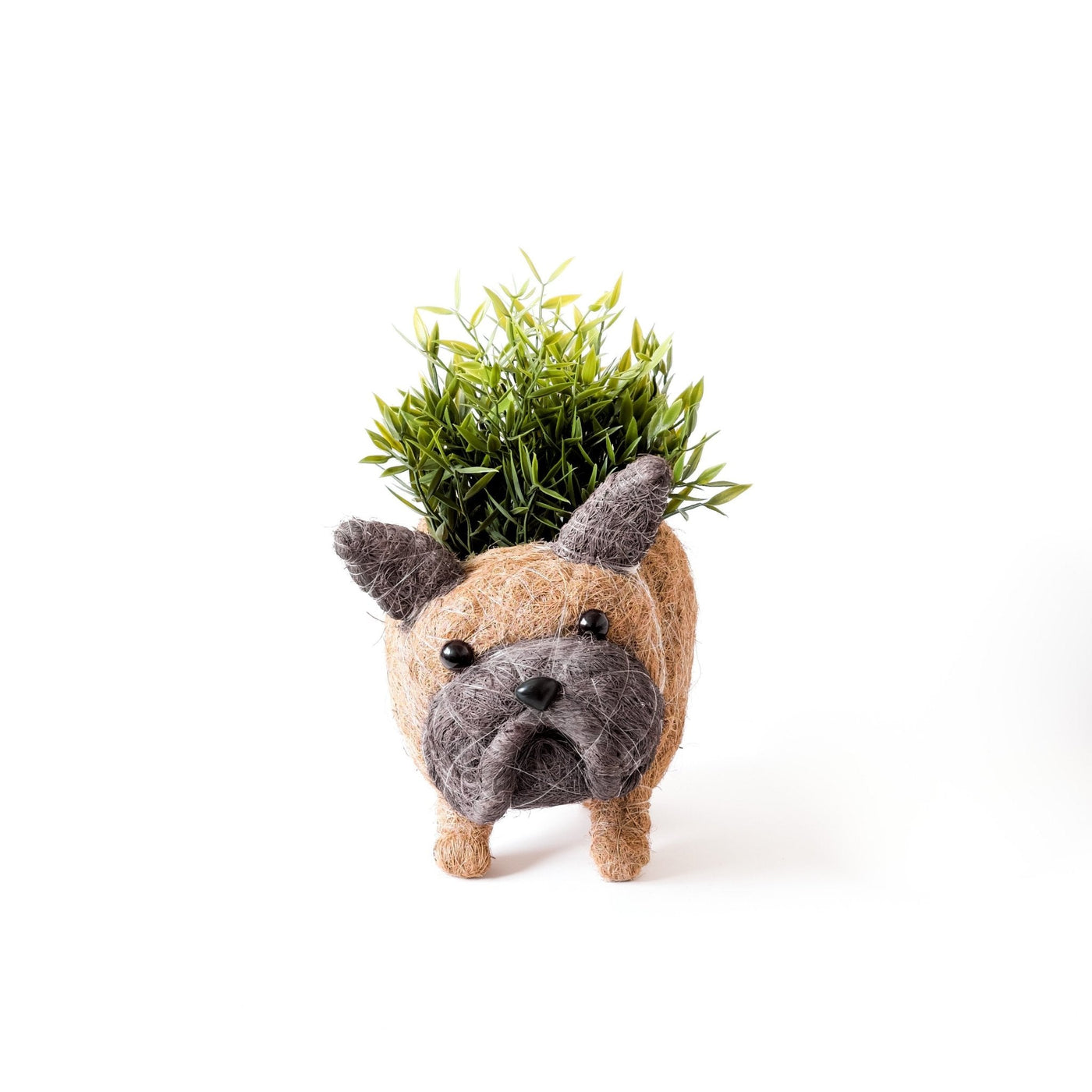 French Bulldog Planter - Coco Coir Pots | LIKHÂ by LIKHÂ