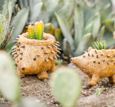 Hedgehog Planter - Coco Planter| LIKHÂ by LIKHÂ