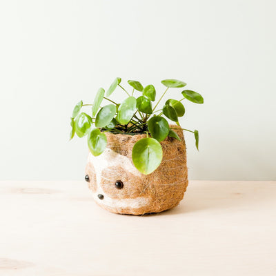 Large two-tone Sloth - Coco Coir Pots (6 inch) | LIKHÂ by LIKHÂ