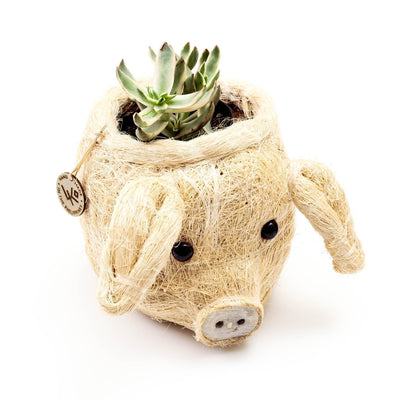 Pig Plant Pot - Animal Head Plant Pot | LIKHÂ by LIKHÂ