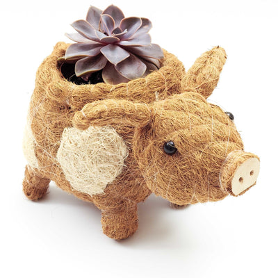 Pig Planter - Coco Coir Pots| LIKHÂ by LIKHÂ