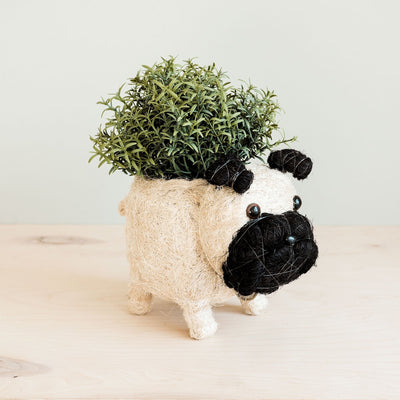 Pug Planter - Coco Coir Pots | LIKHÂ by LIKHÂ