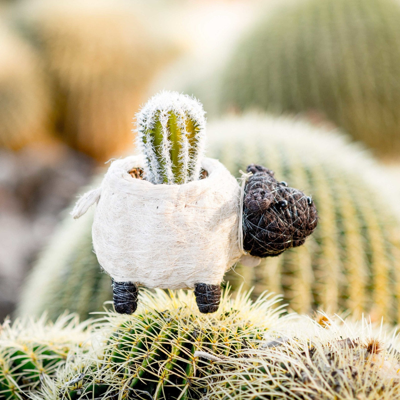 Sheep Planter - Coco Coir Pots | LIKHÂ by LIKHÂ