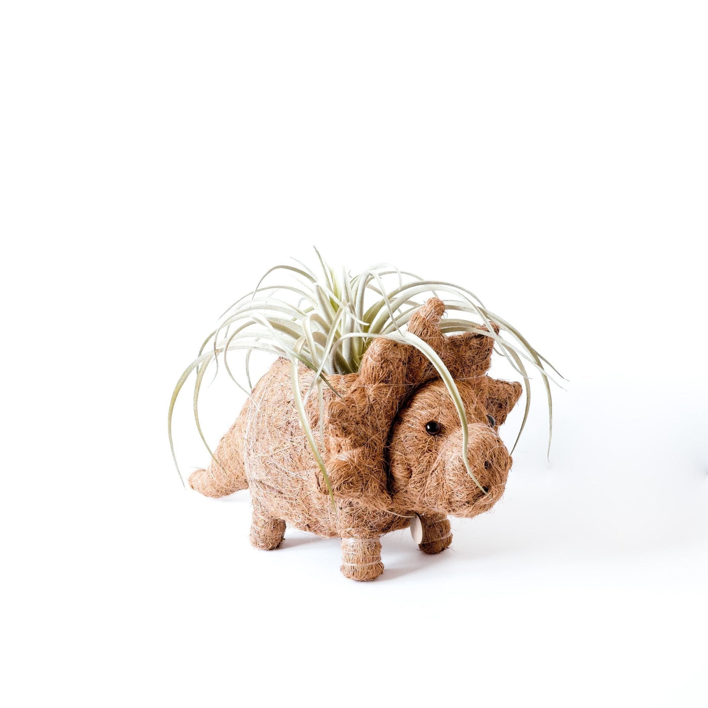 Triceratops Planter - Coco Coir Pots | LIKHÂ by LIKHÂ