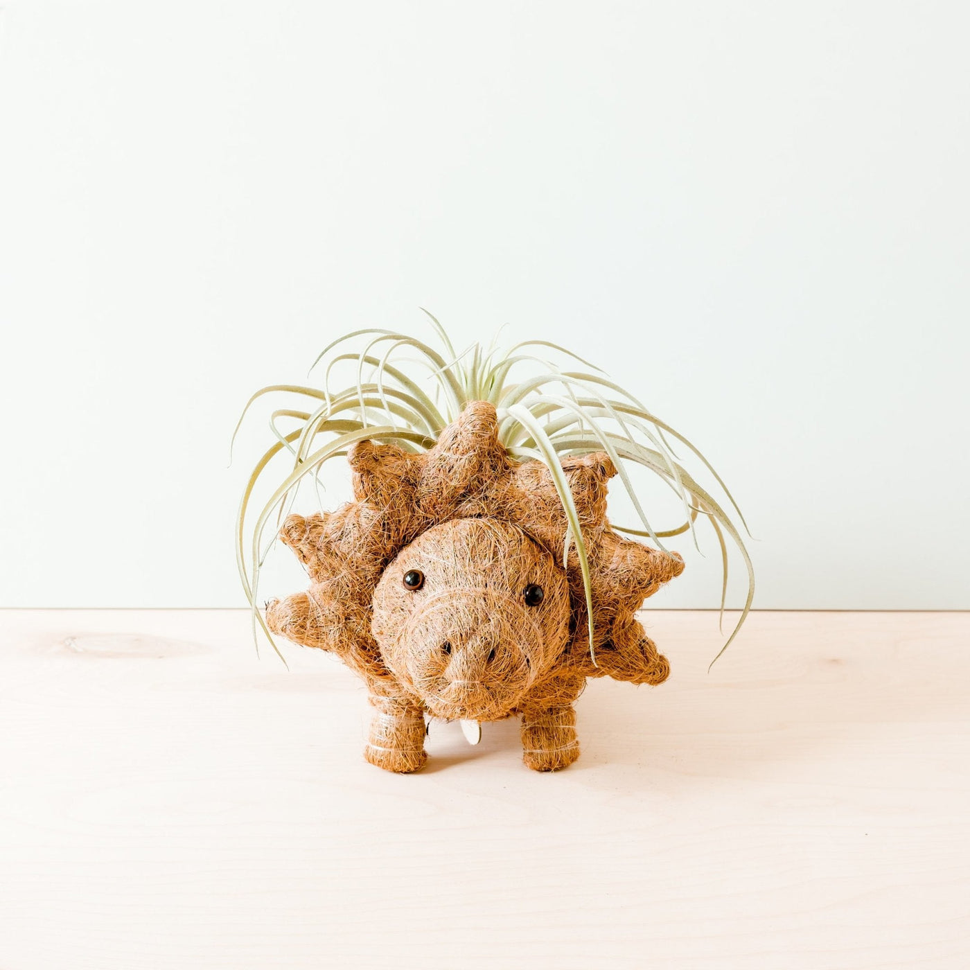 Triceratops Planter - Coco Coir Pots | LIKHÂ by LIKHÂ