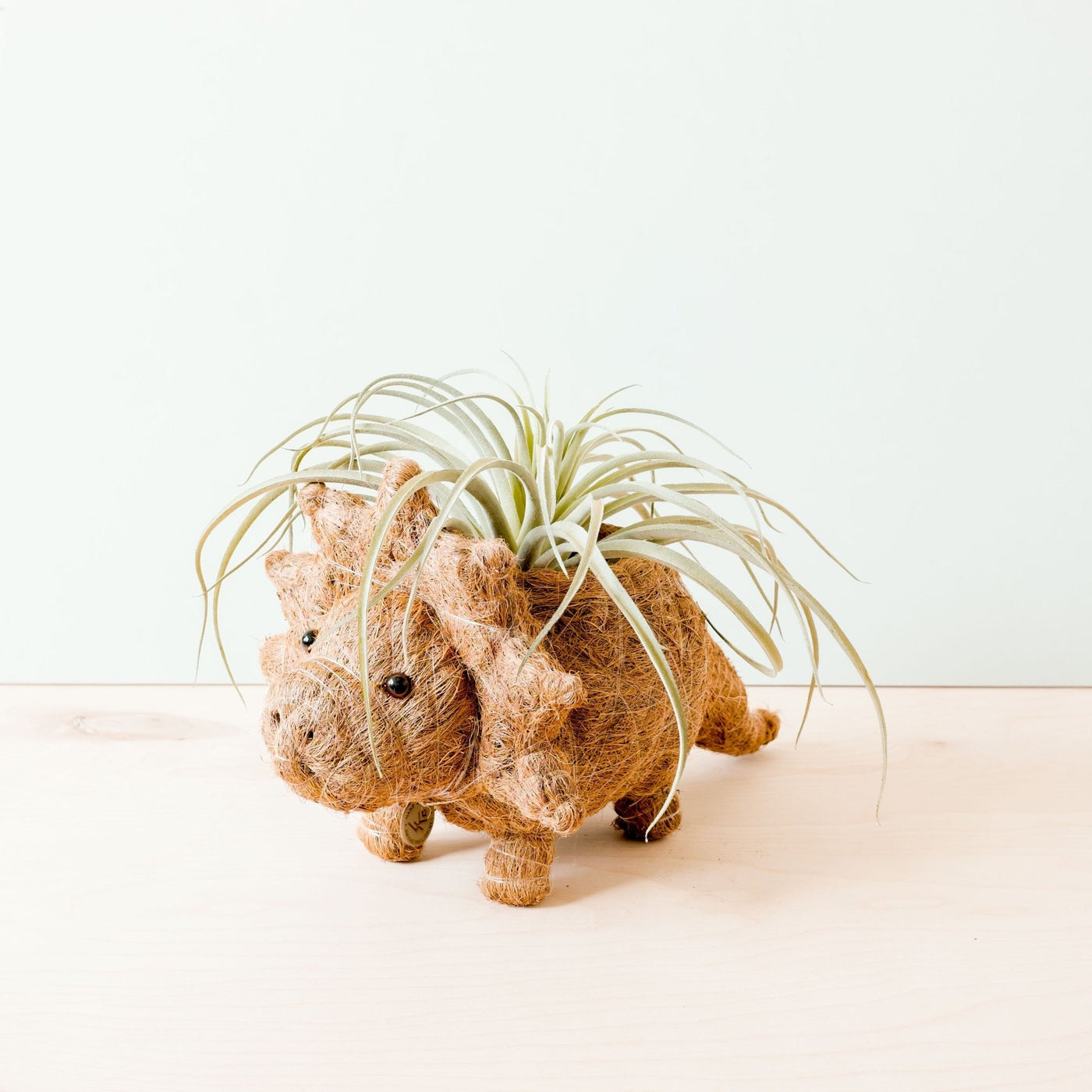 Triceratops Planter - Coco Coir Pots | LIKHÂ by LIKHÂ