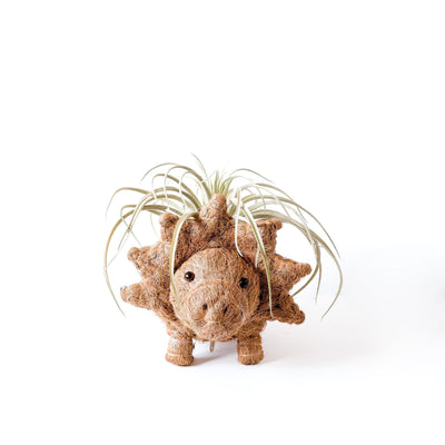 Triceratops Planter - Coco Coir Pots | LIKHÂ by LIKHÂ