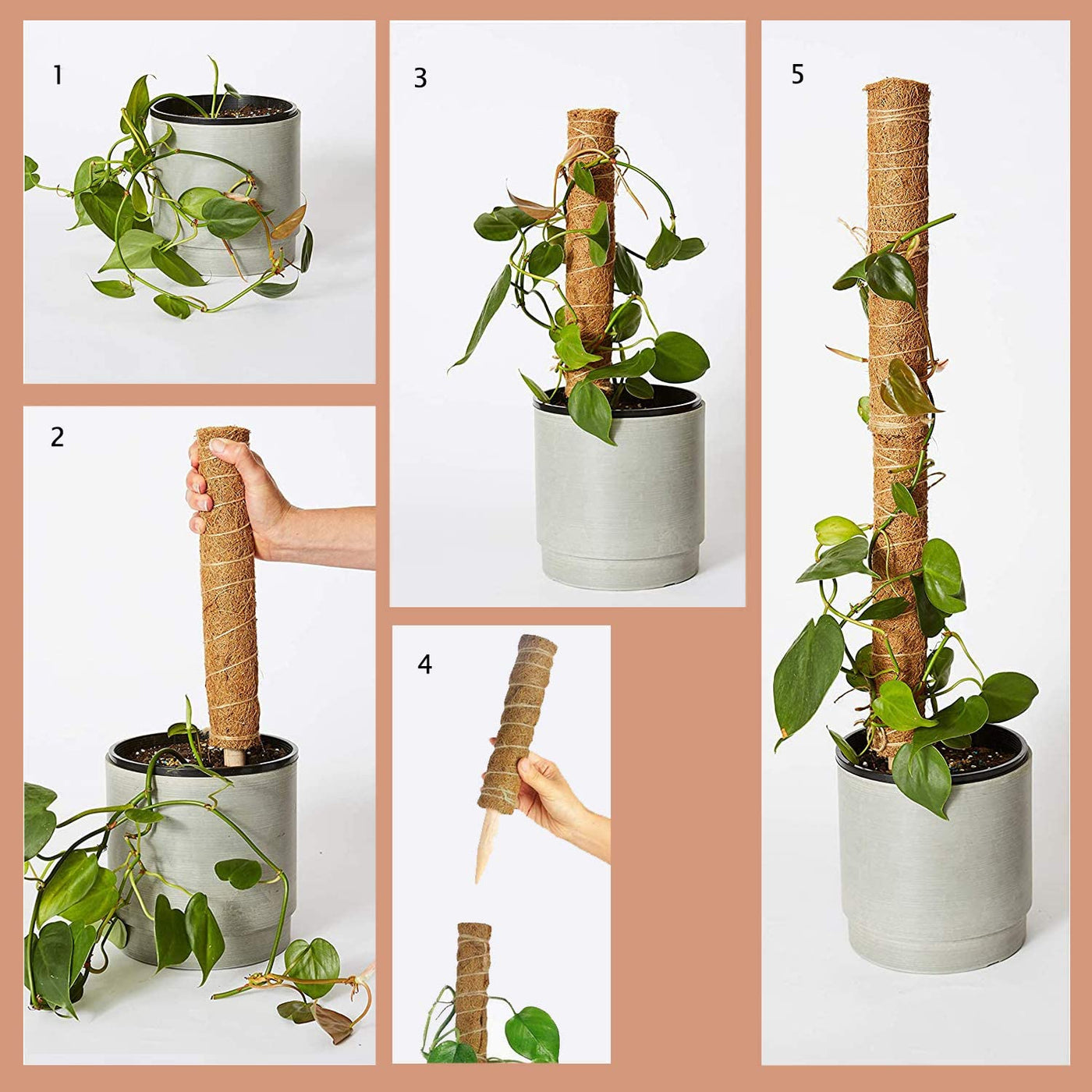 Coco Coir Climbing Pole by Bumble Plants